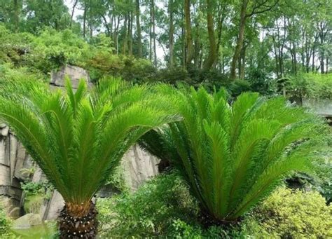 陽性植物有哪些|阳性植物有哪些